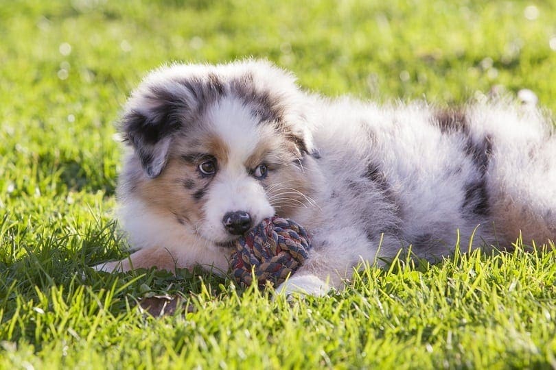 Australský ovčák puppy_gesango16_shutterstock