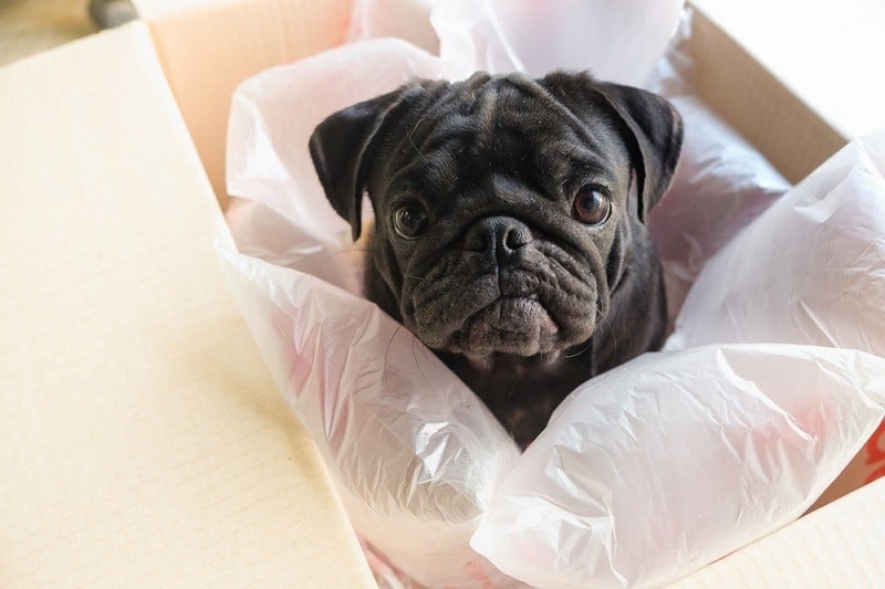 Mops pes si hraje s plastovou bublinou v box_ezzolo_shutterstock
