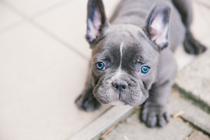 modrý francouzský buldoček štěně_Angyalosi Beata_shutterstock