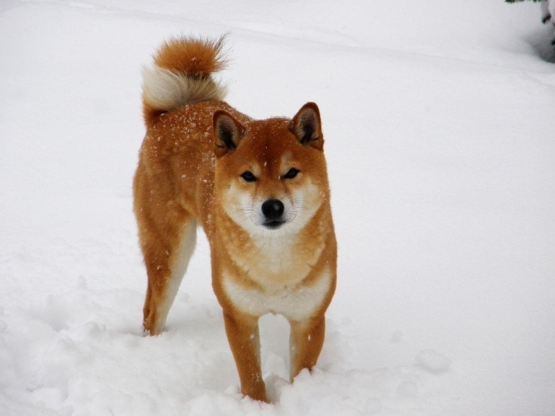 Shiba Inu v zimě