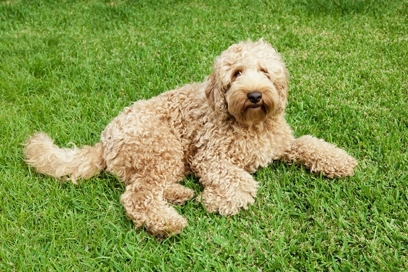 Roztomilý zlatý australský labradoodle ležící ve svěží trávě