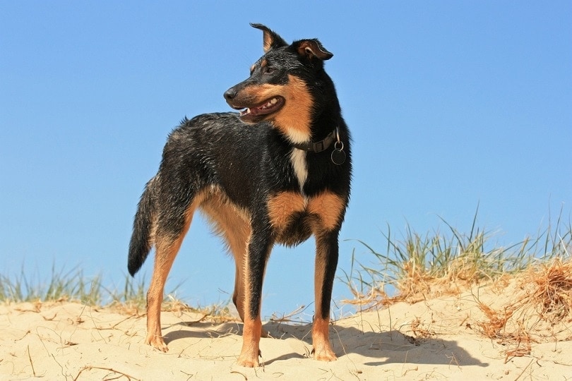Australský pes Kelpie na pláži