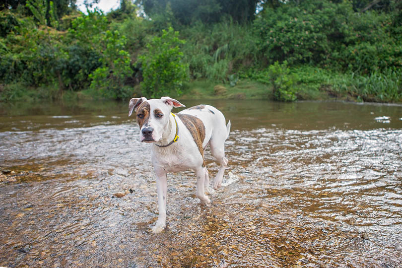 Bull Arab chůzi po řece