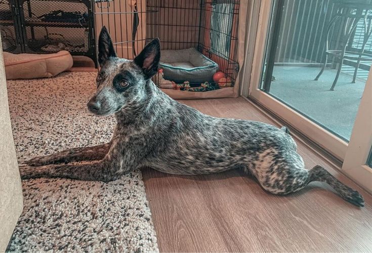 Australský honácký pes Stumpy Tail