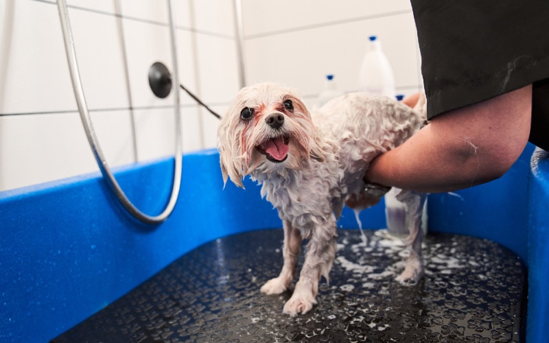 osoba, která koupe bílého psa Maltipoo