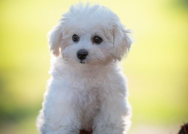 Šálek Bichon Frise sedí na dřevěné hromadě