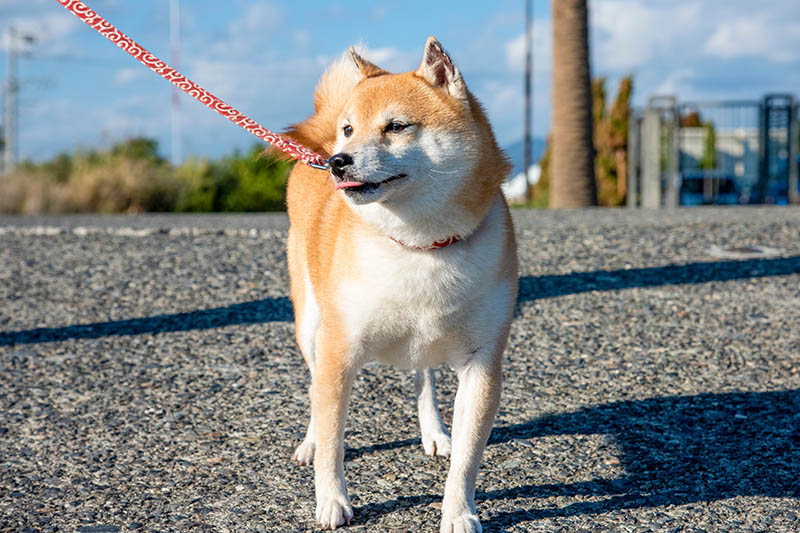 mini shiba iny procházky venku