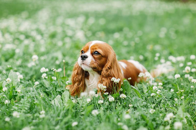 Šálek Cavalier King Charles španěl
