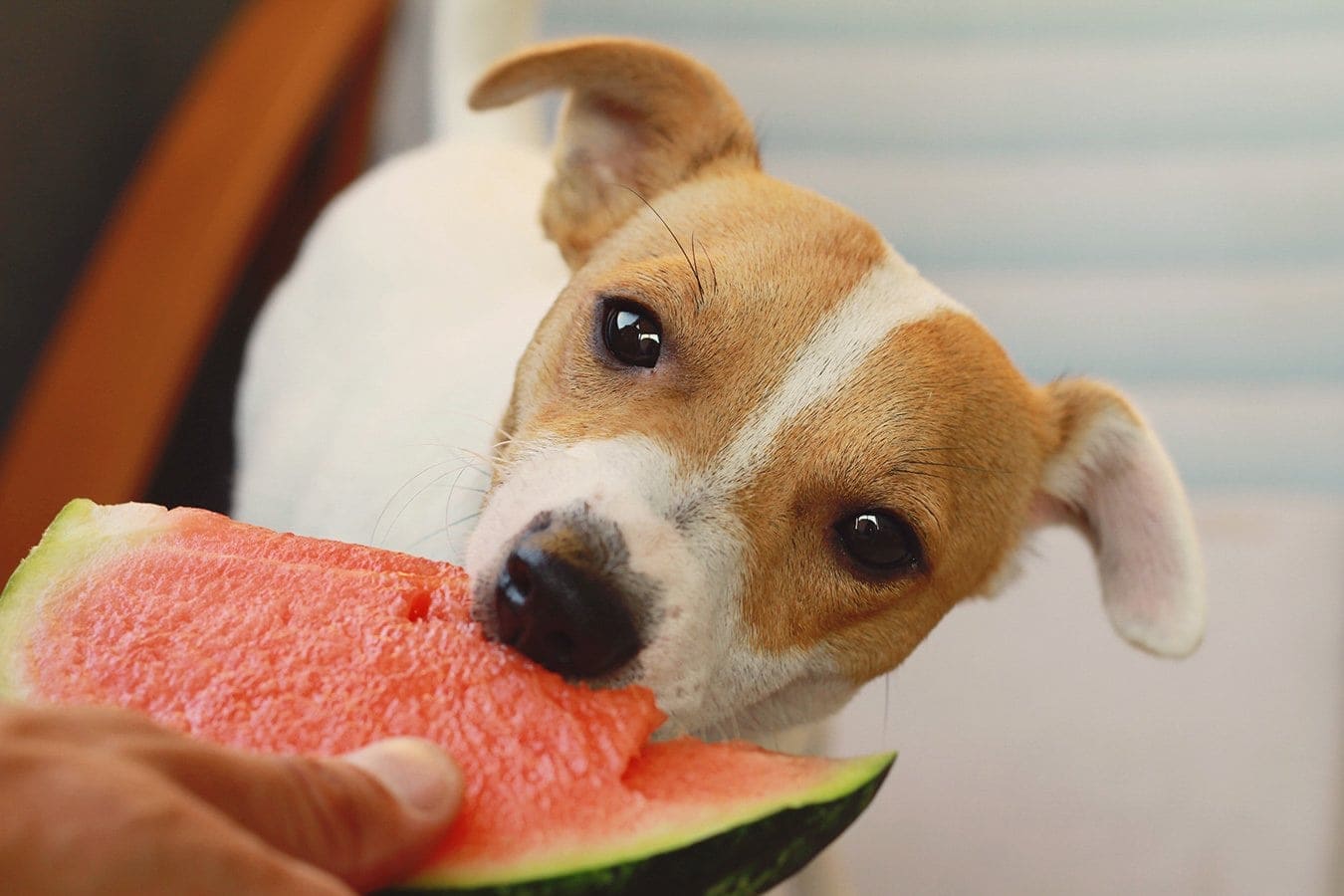 Jack Russell teriér jíst meloun