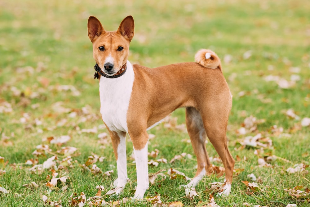 Basenji pes stojící na venkovní trávě