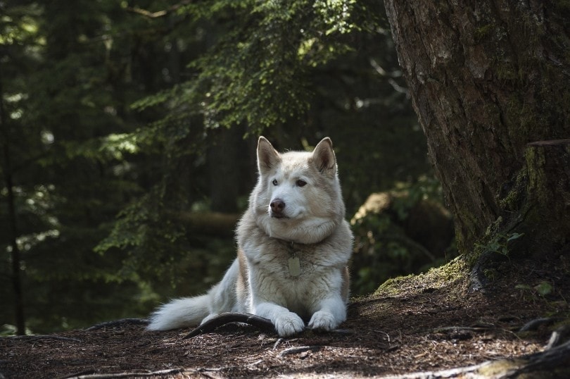 bílý sibiřský husky v lese