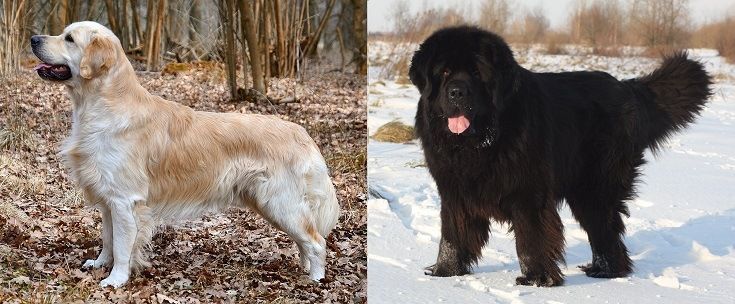 Roditelji pasmine pasa Golden Newfie