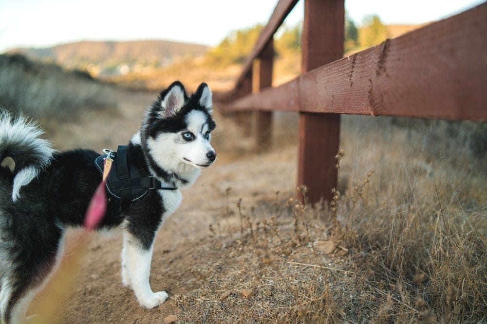 pomsky na procházce