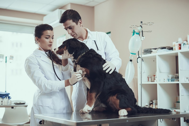veterinář zkoumá bernského salašnického psa