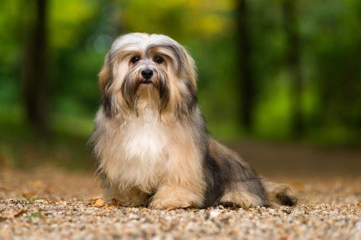 18 základních potřeb a produktů pro psy Havanese: průvodce z roku 2023 s revidovanými veterinárními lékaři