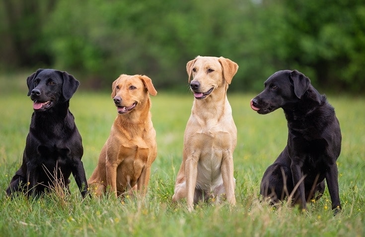 Labradorští retrívři_shutterstock_fotorince
