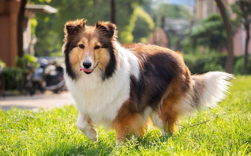 Shetlandský ovčák, kolie, úsměv s velkou tlamou_atiger_shutterstock