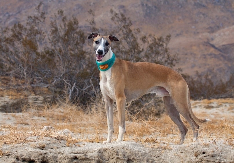 Whippet v poušti