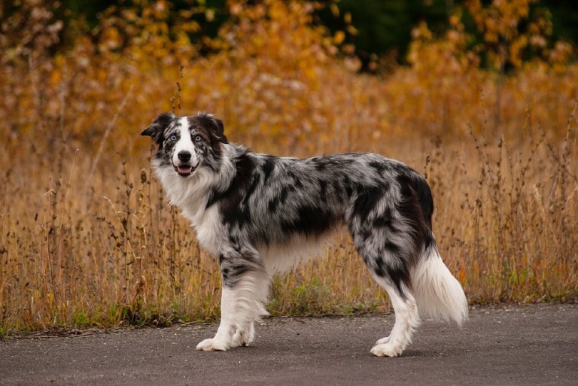 Samec Border kolie Blue Merle