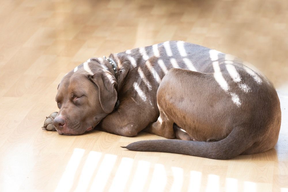 Een Amerikaanse Bullador-puppy