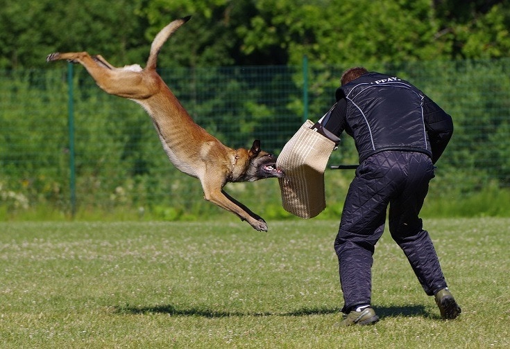 belgický malinois v tréninku