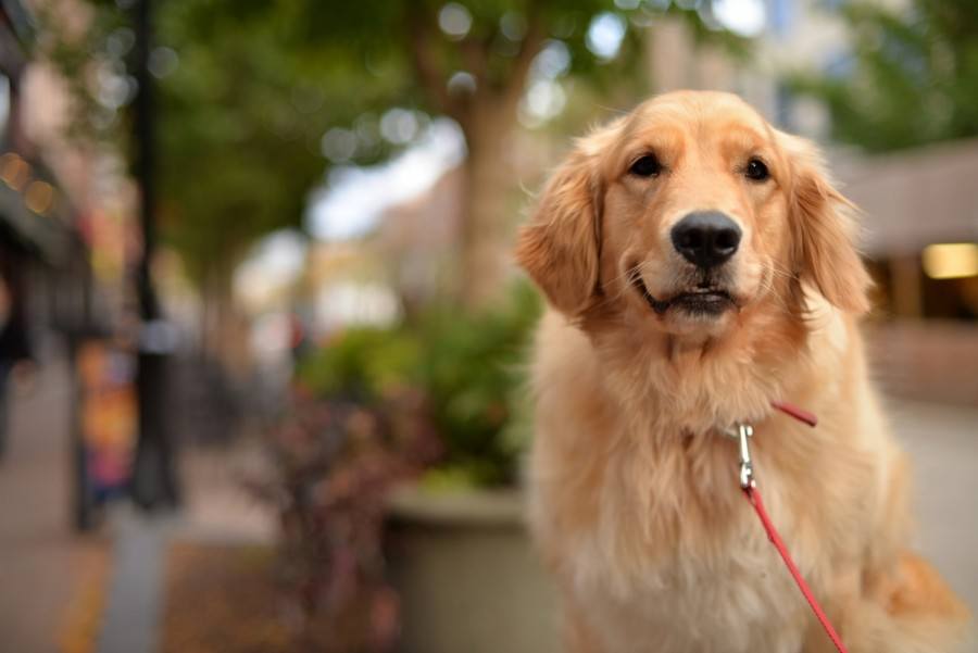 Zlatý retriever