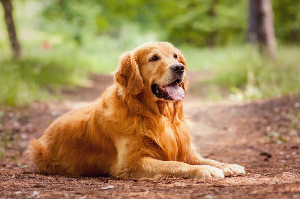 Zlatý retriever