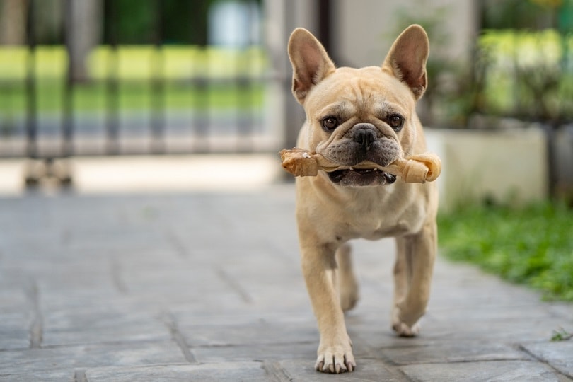 francouzský buldoček s kostí ze surové kůže_Tienuskin_shutterstock