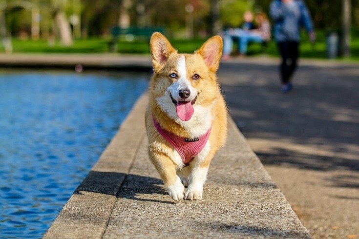 Corgi s 2 barevnými očima