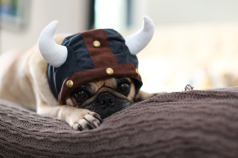 vikingský mops