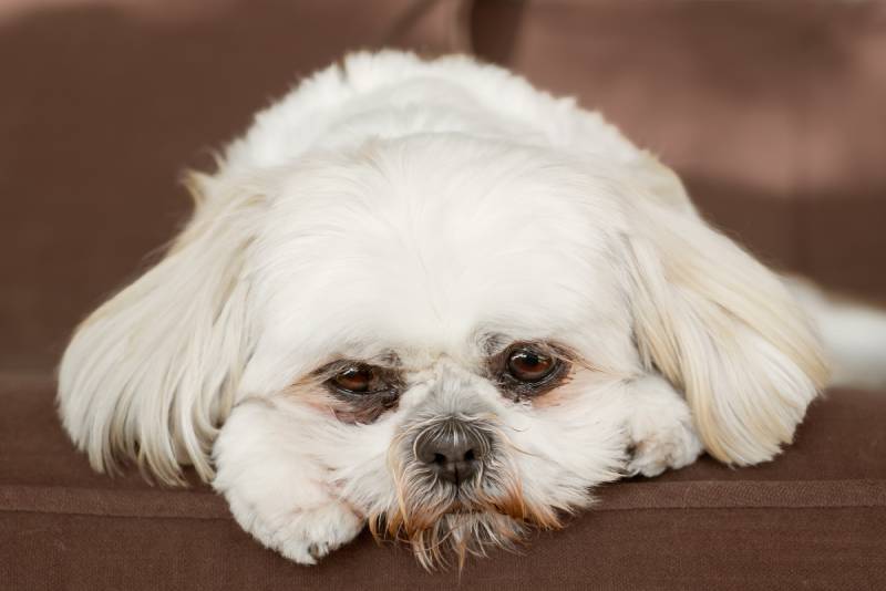 čistě bílý shih tzu pes na gauči vypadá smutně