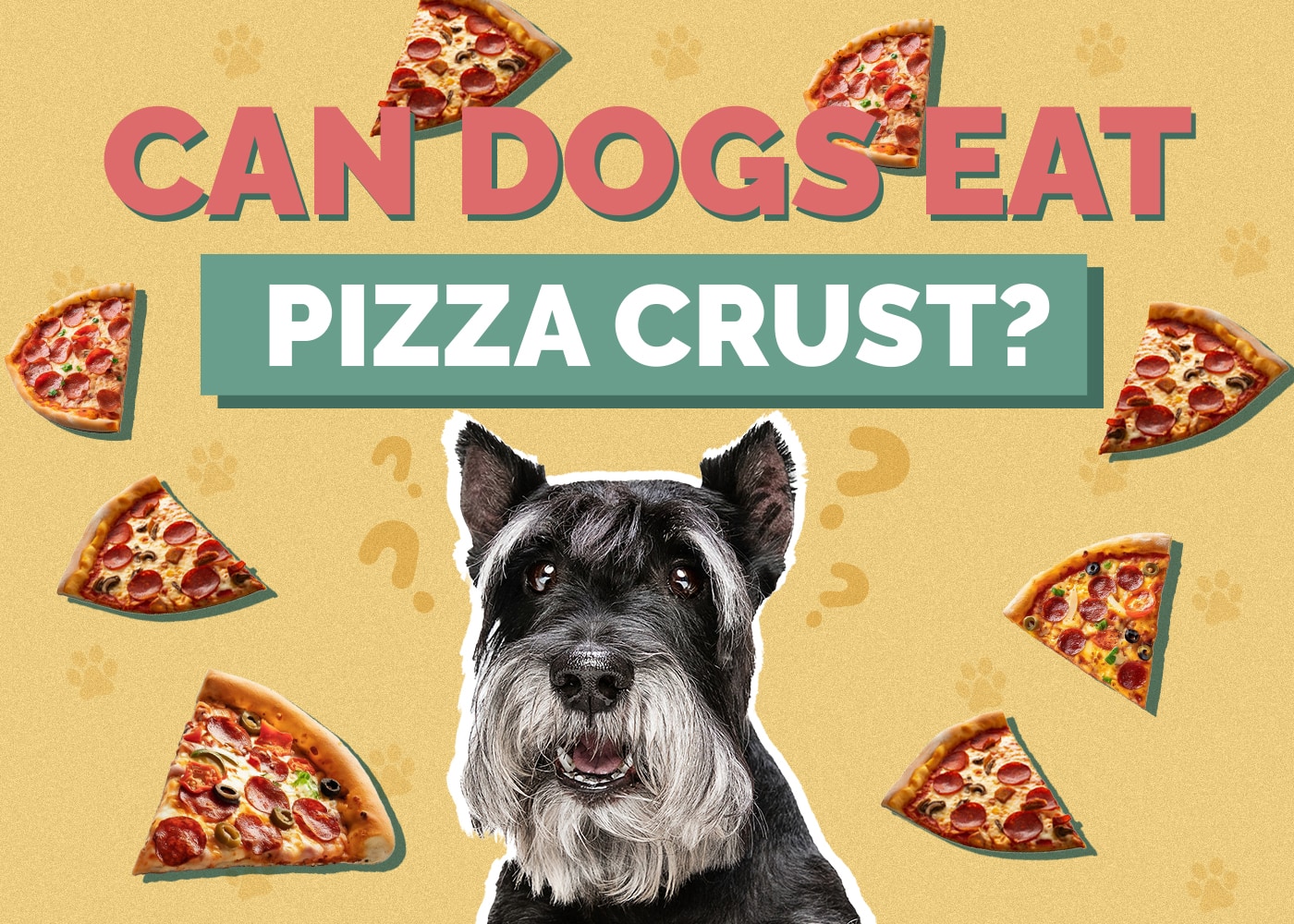 Mohou psi jíst pizzu? Fakta o výživě a časté dotazy