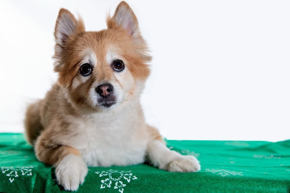 chien pom shi