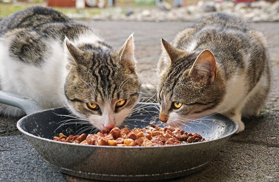 dvě kočky jedí_Pixabay
