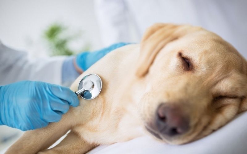 Examinare specialist veterinar caine bolnav