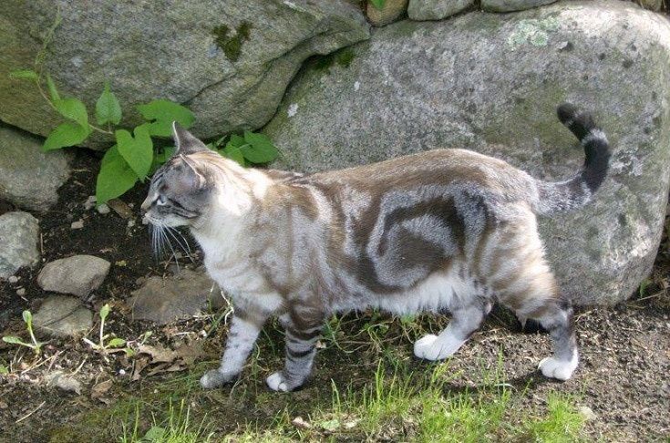   mramorna bengalska mačka