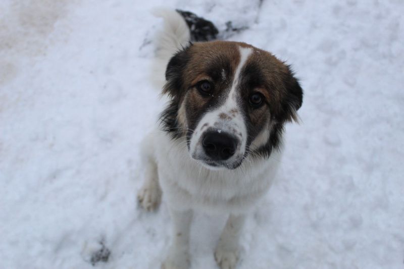   雪の中でボーダーコリー ピレネー子犬