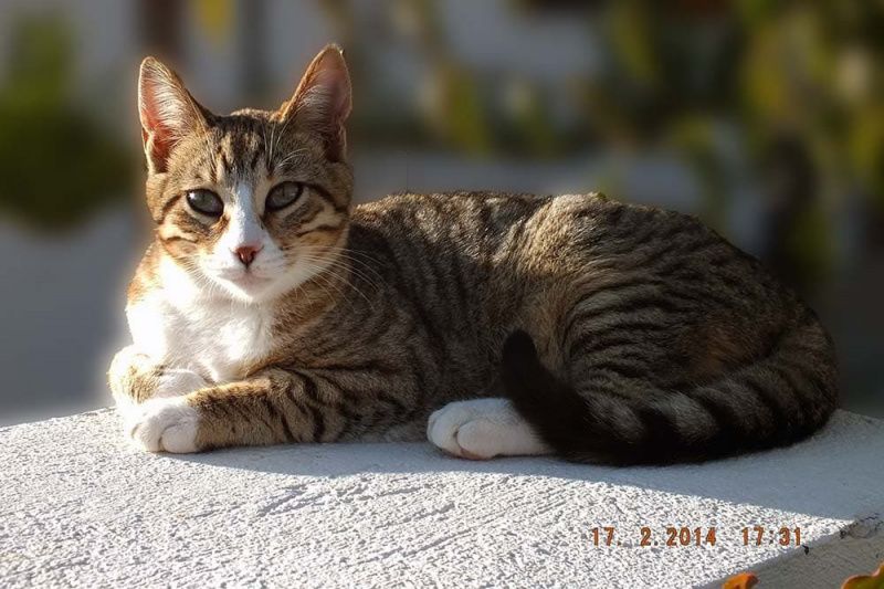 Dragon Li kat zit met zonneschijn