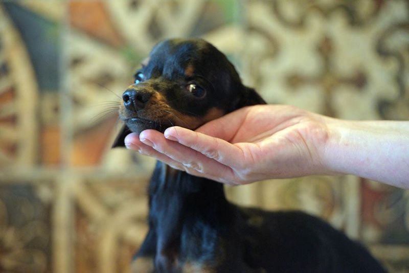 chiot teckel avec hydrocéphalie