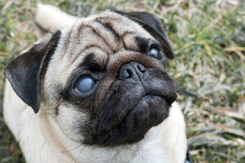 pime mops koer