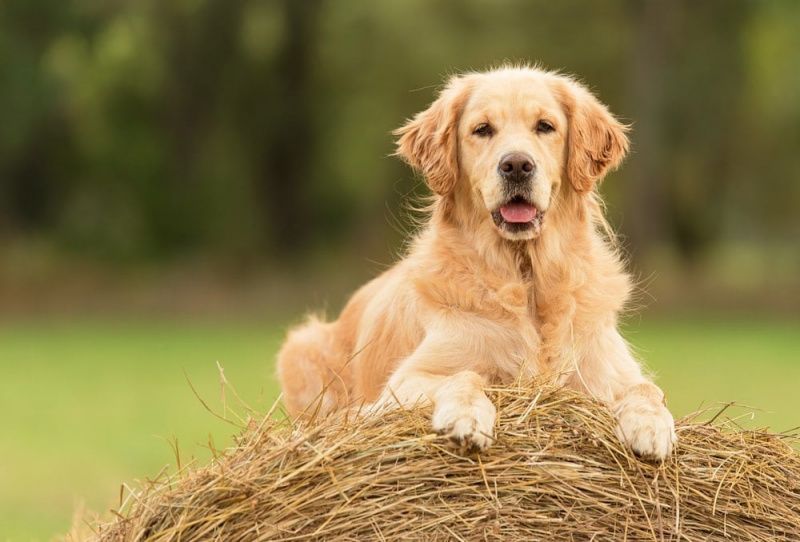 Golden Retriever'ın Ne Kadar Egzersize İhtiyacı Vardır? Ne bilmek istiyorsun!