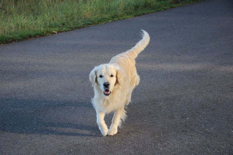   Angol krémszínű Golden Retriever sétál az utcán