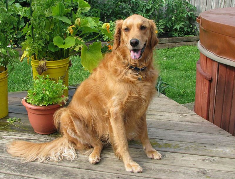   amerikai golden retriever ül a teraszon