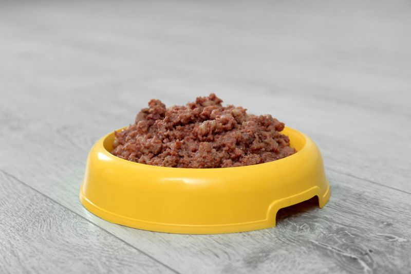 blöt hundmat i en gul skål