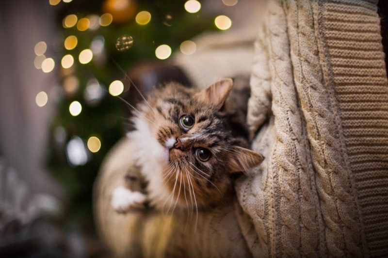   แมว tabby เล่นโดยต้นคริสต์มาสและไฟ