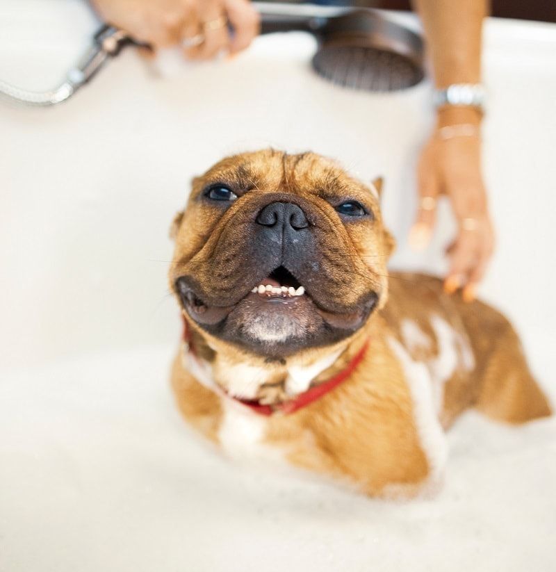   Hundebadesjampo