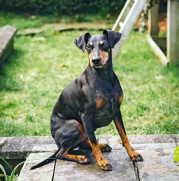 Terrier de Manchester
