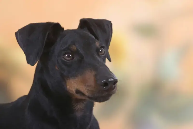 Terrier de Manchester