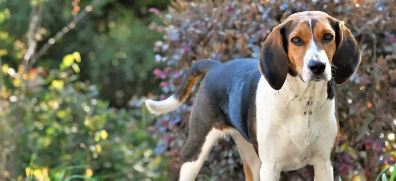 Treeing Walker Coonhounds