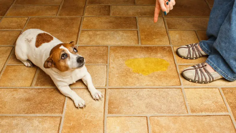 Quels aliments peuvent provoquer des cristaux dans l'urine du chien